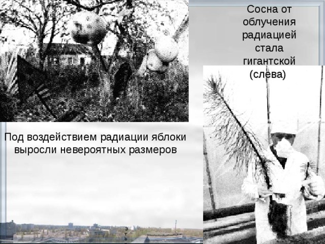 Сосна от облучения радиацией стала антской (слева)                                           Этот мальчик, из прилегающей к Чернобылю деревни, сам излучает радиацию Сосна от облучения радиацией стала гигантской (слева)  Под воздействием радиации яблоки выросли невероятных размеров 