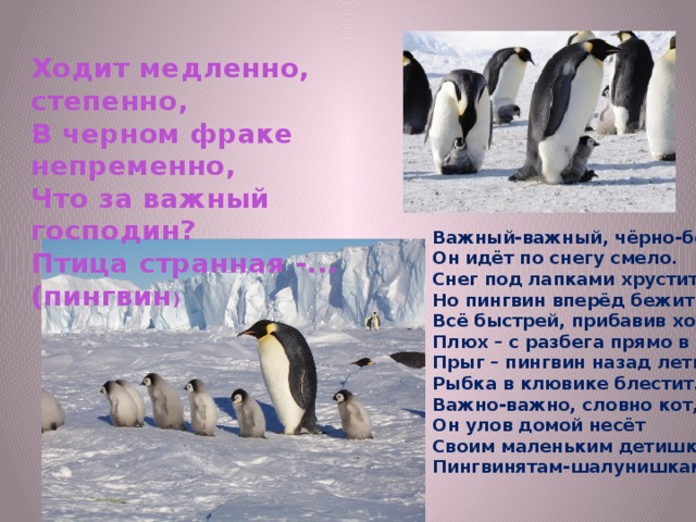 Ходит медленно, степенно, В черном фраке непременно, Что за важный господин? Птица странная -... (пингвин ) Важный-важный, чёрно-белый, Он идёт по снегу смело. Снег под лапками хрустит, Но пингвин вперёд бежит. Всё быстрей, прибавив ходу, Плюх – с разбега прямо в воду! Прыг – пингвин назад летит, Рыбка в клювике блестит. Важно-важно, словно кот, Он улов домой несёт Своим маленьким детишкам, Пингвинятам-шалунишкам. 