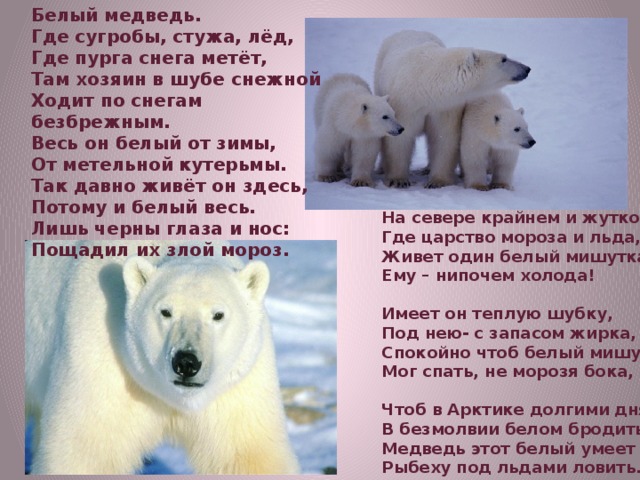 Белый медведь. Где сугробы, стужа, лёд, Где пурга снега метёт, Там хозяин в шубе снежной Ходит по снегам безбрежным. Весь он белый от зимы, От метельной кутерьмы. Так давно живёт он здесь, Потому и белый весь. Лишь черны глаза и нос: Пощадил их злой мороз. На севере крайнем и жутком, Где царство мороза и льда, Живет один белый мишутка, Ему – нипочем холода!  Имеет он теплую шубку, Под нею- с запасом жирка, Спокойно чтоб белый мишутка Мог спать, не морозя бока,  Чтоб в Арктике долгими днями В безмолвии белом бродить. Медведь этот белый умеет Рыбеху под льдами ловить. 