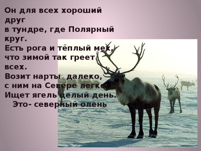 Он для всех хороший друг в тундре, где Полярный круг. Есть рога и тёплый мех, что зимой так греет всех. Возит нарты далеко, с ним на Севере легко. Ищет ягель целый день.  Это- северный олень 