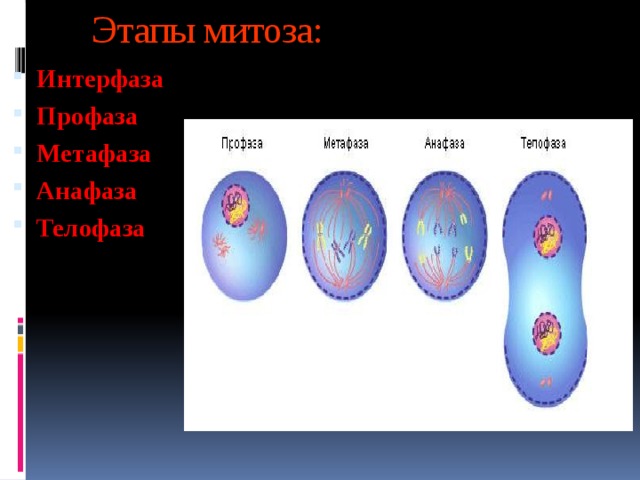 Этапы митоза: Интерфаза Профаза Метафаза Анафаза Телофаза 2 