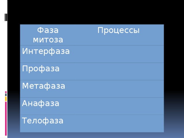 Фаза митоза Процессы Интерфаза Профаза Метафаза Анафаза Телофаза 