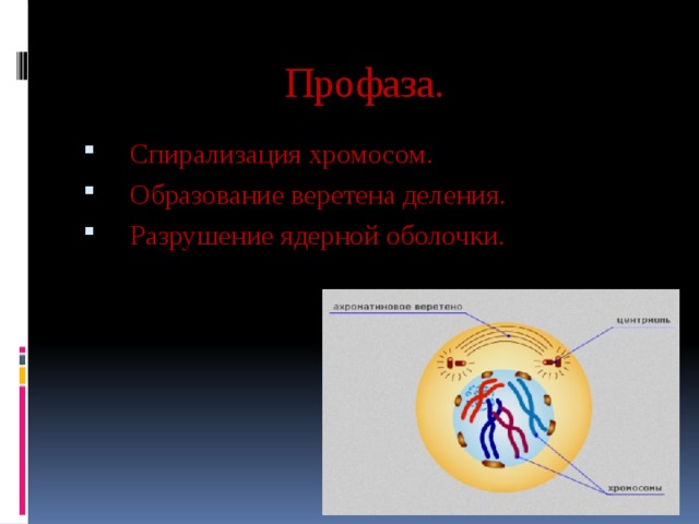  Профаза.      Спирализация хромосом. Образование веретена деления. Разрушение ядерной оболочки. 