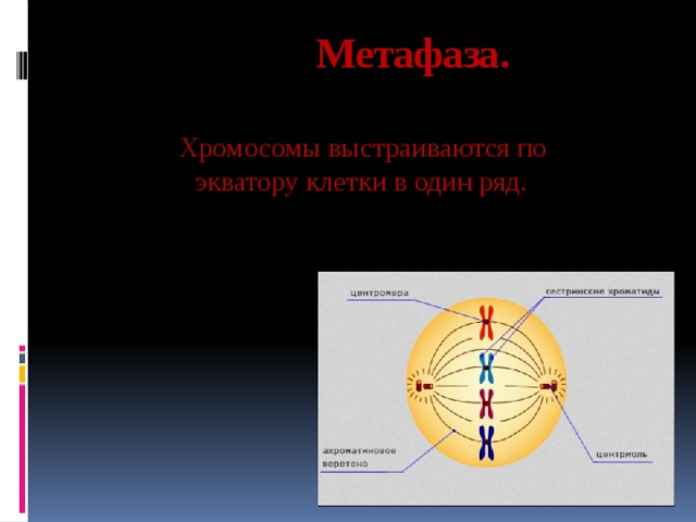 Метафаза.  Хромосомы выстраиваются по экватору клетки в один ряд. 