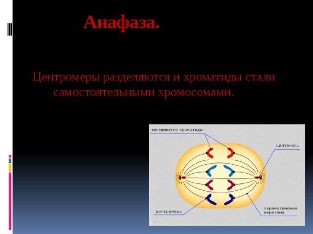  Анафаза. Центромеры разделяются и хроматиды стали самостоятельными хромосомами. 