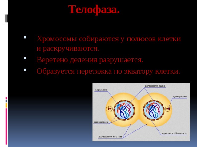 Телофаза. Хромосомы собираются у полюсов клетки и раскручиваются. Веретено деления разрушается. Образуется перетяжка по экватору клетки. 