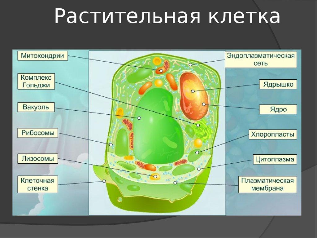 Клетка конспект. Органоиды растительной клетки схема. Основные структуры клетки растений. Растительная клетка строение структура клетки. Строение органелл растительной клетки.