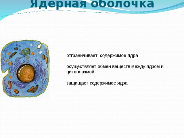      Ядерная оболочка    отграничивает содержимое ядра   осуществляет обмен веществ между ядром и цитоплазмой   защищает содержимое ядра 
