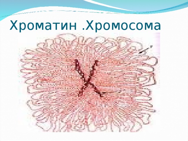 Хроматин .Хромосома 