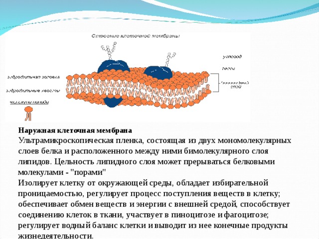 Наружная клеточная мембрана