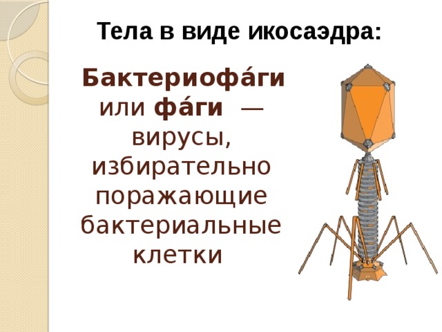 Тела в виде икосаэдра:  Бактериофа́ги или фа́ги  — вирусы, избирательно поражающие бактериальные клетки 