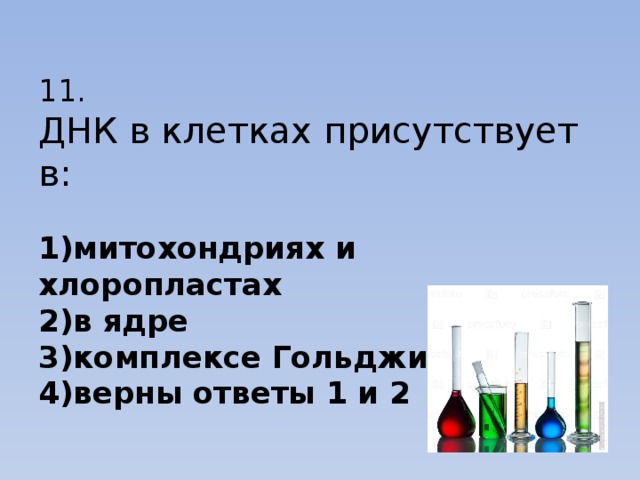 11.  ДНК в клетках присутствует в:   1)митохондриях и хлоропластах  2)в ядре  3)комплексе Гольджи  4)верны ответы 1 и 2 
