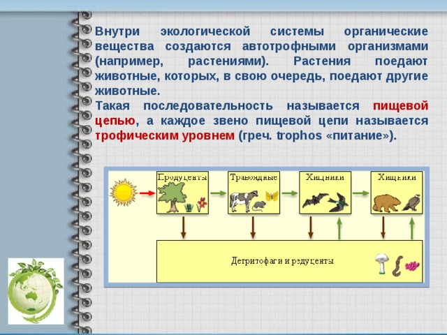 Цепи питания презентация 9 класс