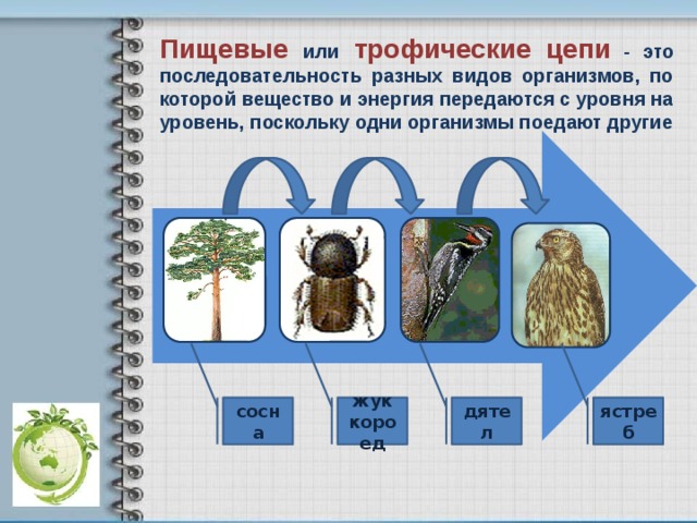 Пищевые цепи презентация 11 класс