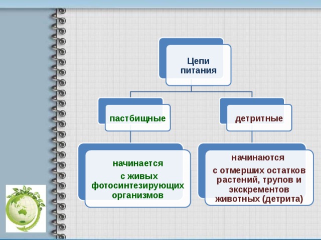 Схема детритной пищевой цепи