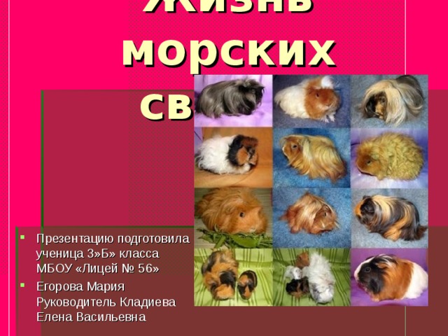 Домашние свиньи презентация 8 кл 8 вид