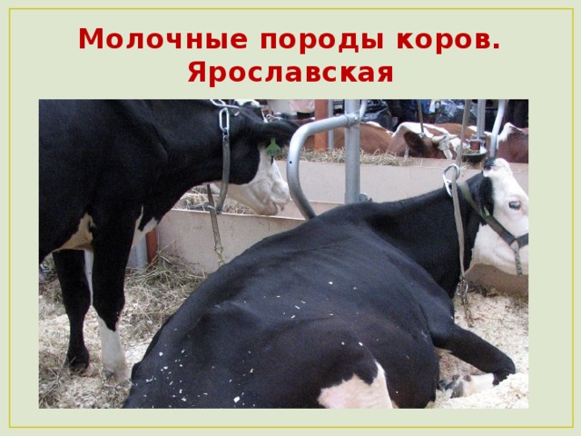 Молочные породы коров.  Ярославская 