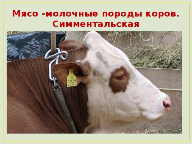 Мясо -молочные породы коров.  Симментальская 