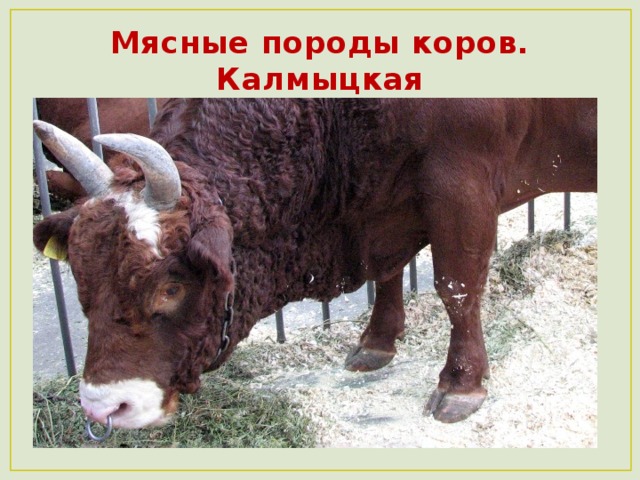 Мясные породы коров.  Калмыцкая  
