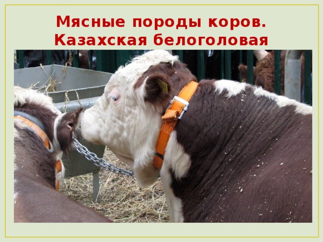 Мясные породы коров.  Казахская белоголовая  