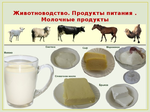 Животноводство. Продукты питания .  Молочные продукты 