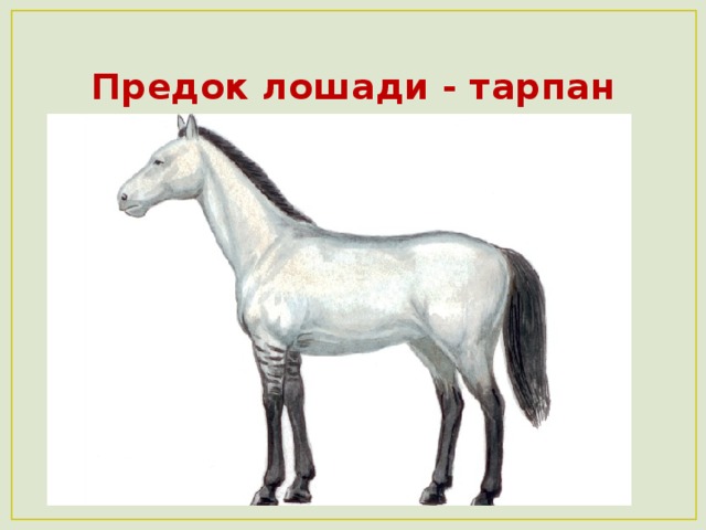 Предок лошади - тарпан 