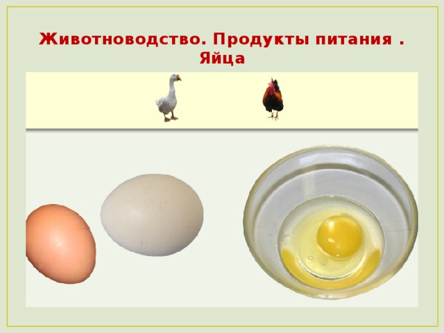 Животноводство. Продукты питания .  Яйца 