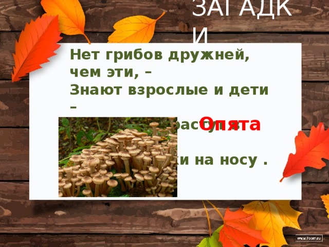 ЗАГАДКИ Нет грибов дружней, чем эти, – Знают взрослые и дети – На пеньках растут в лесу, Как веснушки на носу . . . Опята 