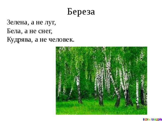 Зелена а не луг бела а не снег кудрява а без волос что это