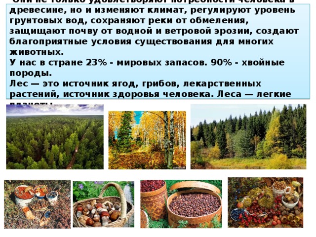  Основным типом растительности России являются леса.  Они не только удовлетворяют потребности человека в древесине, но и изменяют климат, регулируют уровень грунтовых вод, сохраняют реки от обмеления, защищают почву от водной и ветровой эрозии, создают благоприятные условия существования для многих животных.  У нас в стране 23% - мировых запасов. 90% - хвойные породы.  Лес — это источник ягод, грибов, лекарственных растений, источник здоровья человека. Леса — легкие планеты.    