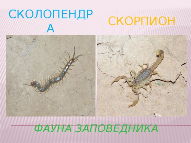 скорпион сколопендра Фауна заповедника 