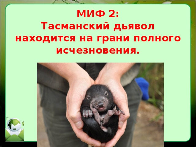 Тасманский дьявол презентация