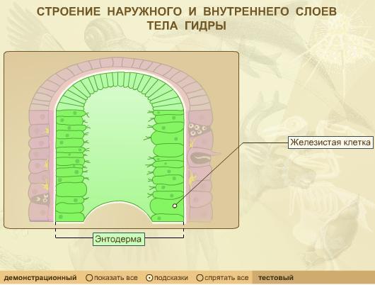 Как называются слои клеток. Строение наружногослоя клеток эк одермы гидры. Строение внутреннего слоя клеток эктодермы гидры. Строение наружного и внутреннего слоев тела гидры. Строение наружного слоя клеток эктодермы гидры.