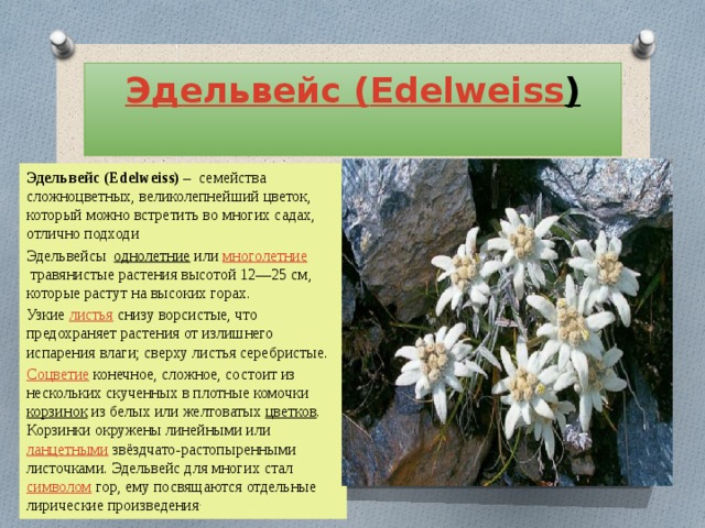 Какой тип питания характерен для эдельвейса. Цветок Эдельвейс Альпийский. Эдельвейс растение описание. Эдельвейс цветок Легенда. Эдельвейс (растение) Легенда.