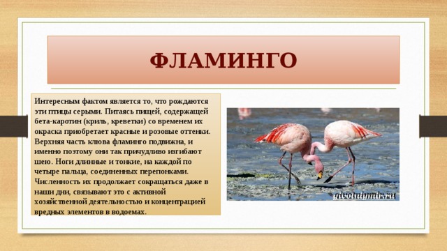 Презентация про фламинго 7 класс