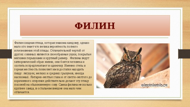 Красная книга филин презентация