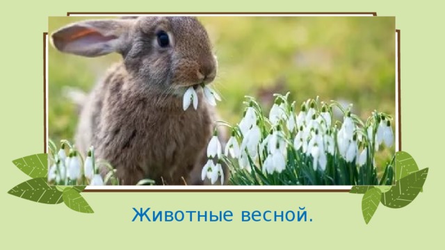 Проект животные весной