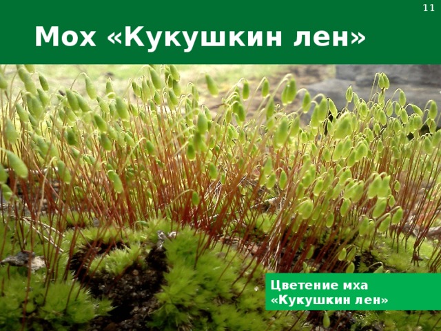 Кукушкин лен группа организмов. Мохообразные Кукушкин лен. Моховидные Кукушкин лен. Кукушкин лен и сфагнум. Мхи Кукушкин лен и сфагнум.