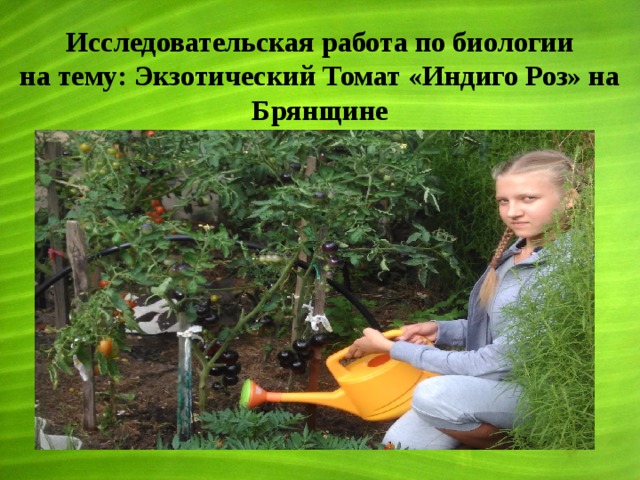 Исследовательская работа по биологии на тему: Экзотический Томат «Индиго Роз» на Брянщине  