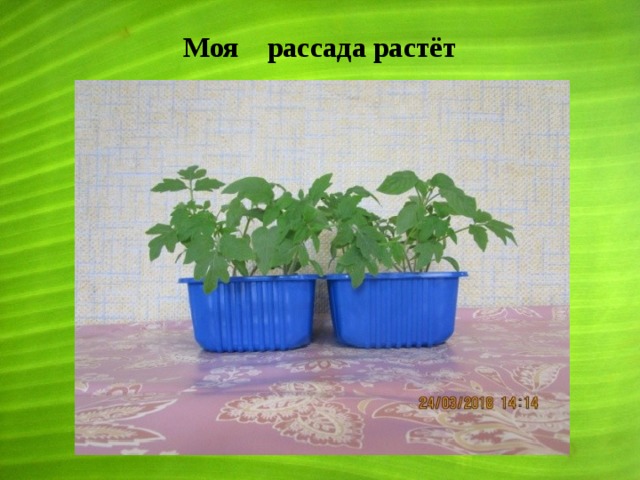 Моя рассада растёт 
