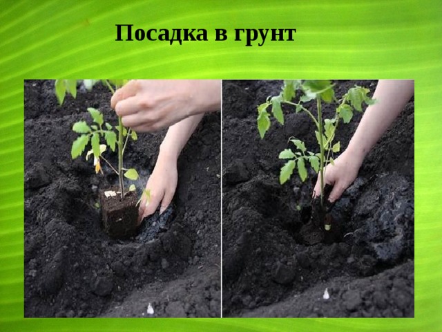 Посадка в грунт 