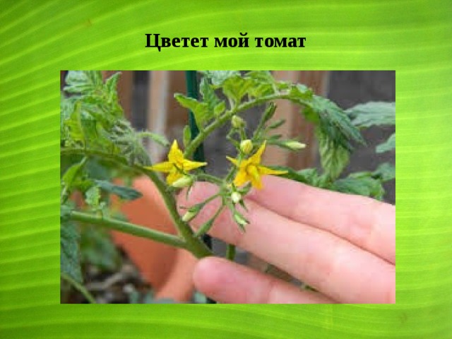 Цветет мой томат 