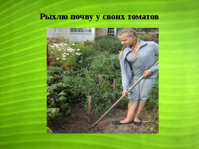 Рыхлю почву у своих томатов 