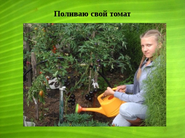 Поливаю свой томат 