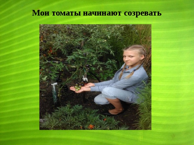 Мои томаты начинают созревать 
