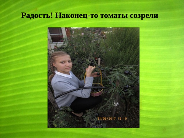 Радость! Наконец-то томаты созрели 