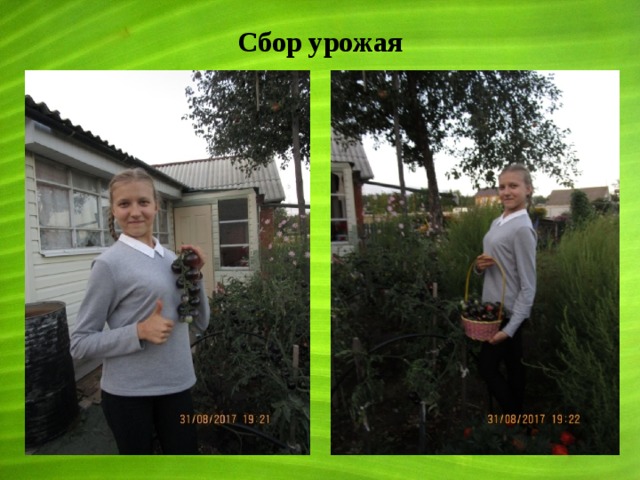 Сбор урожая 