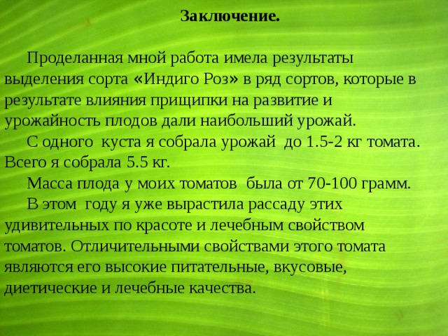   Заключение.  Проделанная мной работа имела результаты выделения сорта « Индиго Роз » в ряд сортов, которые в результате влияния прищипки на развитие и урожайность плодов дали наибольший урожай. С одного куста я собрала урожай до 1.5-2 кг томата. Всего я собрала 5.5 кг. Масса плода у моих томатов была от 70-100 грамм. В этом году я уже вырастила рассаду этих удивительных по красоте и лечебным свойством томатов. Отличительными свойствами этого томата являются его высокие питательные, вкусовые, диетические и лечебные качества. 
