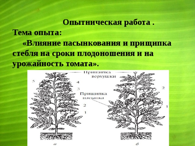  Опытническая работа . Тема опыта:  «Влияние пасынкования и прищипка стебля на сроки плодоношения и на урожайность томата». 
