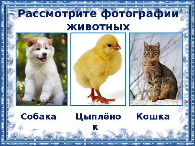 Рассмотрите фотографии животных Собака Цыплёнок Кошка